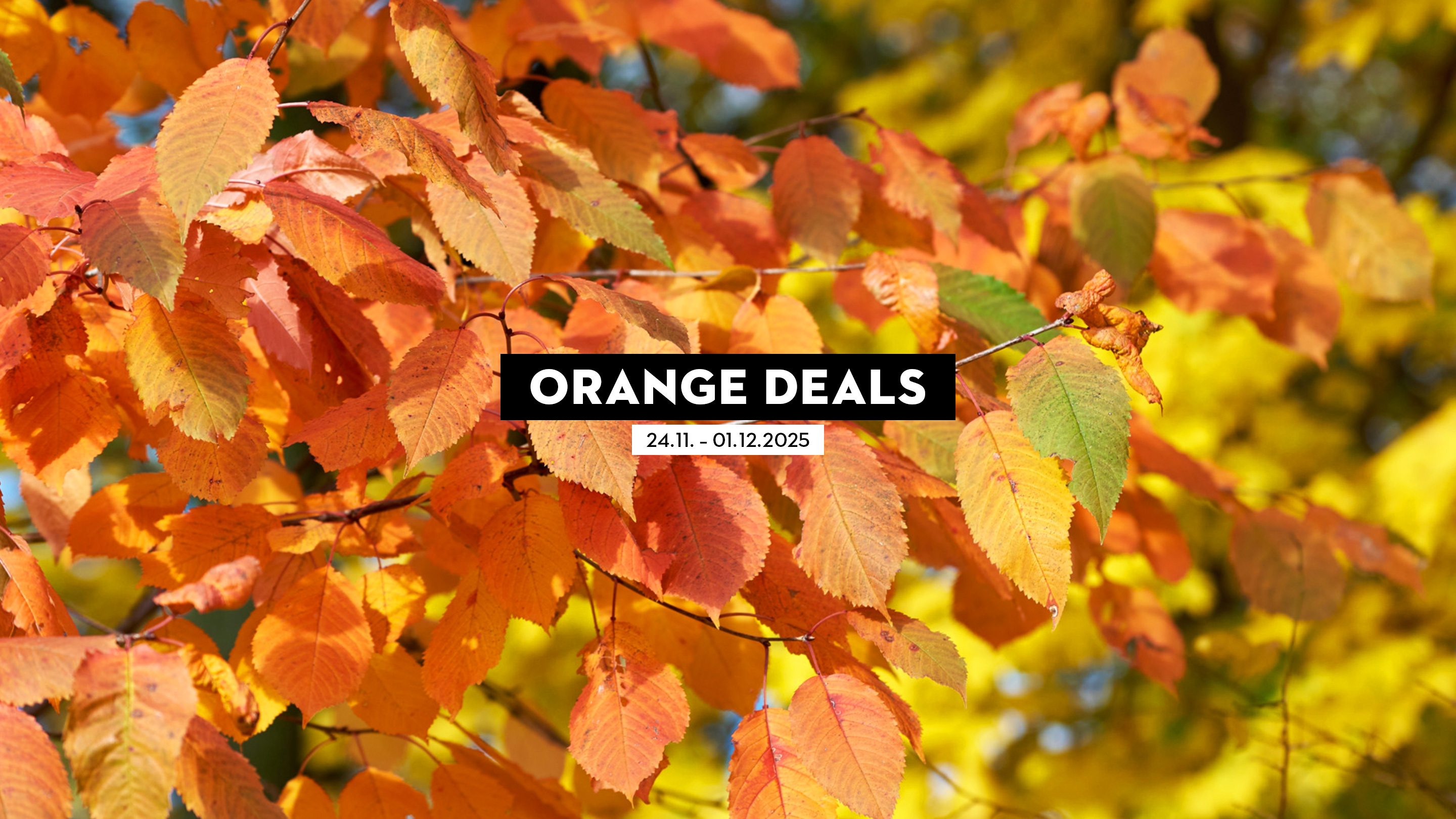 Imagen con brillantes hojas otoñales en tonos naranja, amarillo y rojo, sobre un texto resaltado en blanco y negro con la inscripción «OFERTAS NARANJA 24.11. - 01.12.2025».