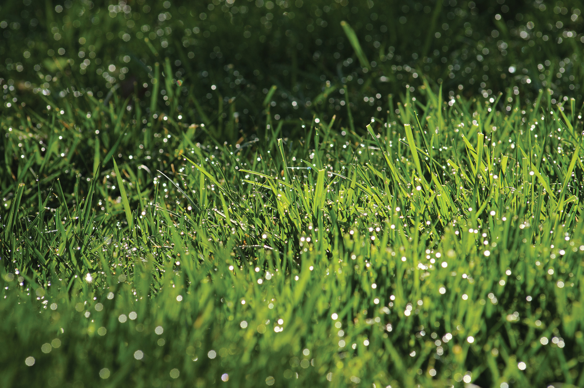 Primer plano de una hierba sana con rocío libre de plagas y enfermedades propias del césped.